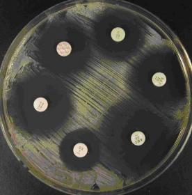 Τρυβλία Mueller Hinton Agar